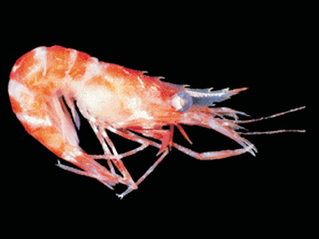 Campylonotus arntzianus