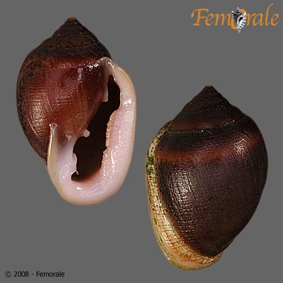 Cassidula aurisfelis