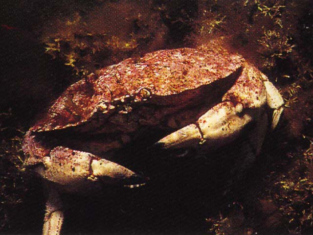 Cabor_u0.jpg