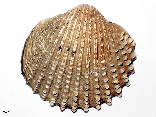 Caech_u0.jpg