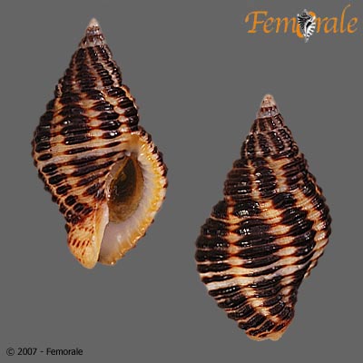 Pollia fumosa