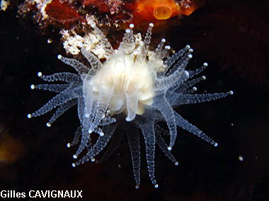 Caryophyllia inornata