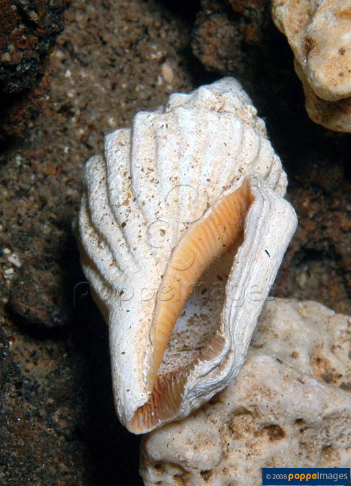 Calab_u5.jpg
