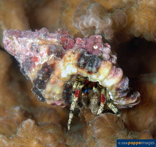 Calcinus lineapropodus