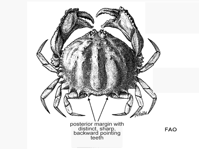 Calappa pelii