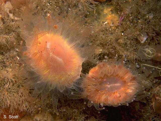 Caryophyllia smithii