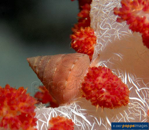 Calliostoma ticaonicum