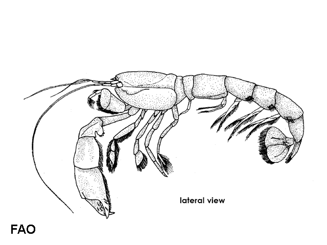 Pestarella tyrrhena