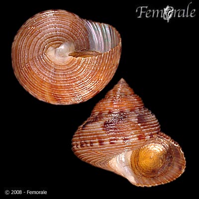 Calliostoma unicum