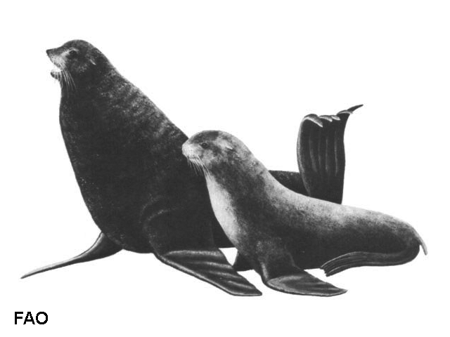 Callorhinus ursinus