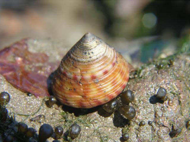 Calliostoma zizyphinum