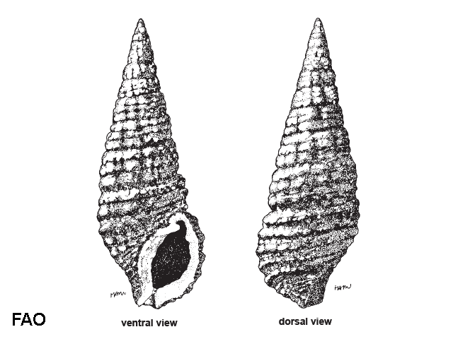 Cerithium coralium
