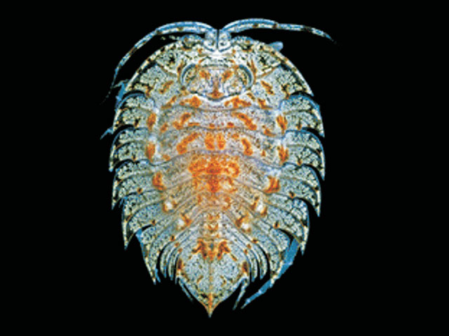 Ceratoserolis pasternaki