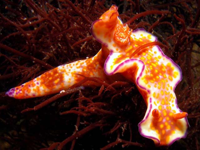 Ceratosoma tenue