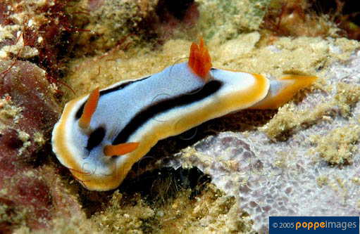 Chafr_u0.jpg