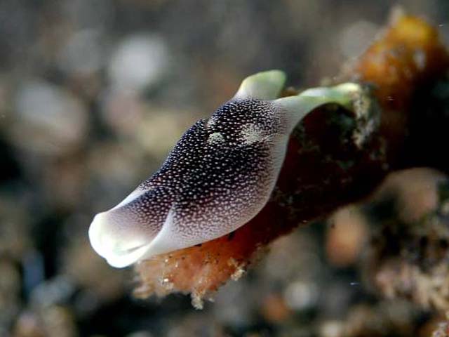 Chelidonura amoena