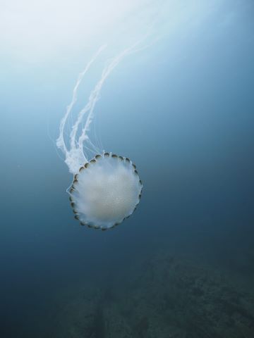 Chrysaora chinensis
