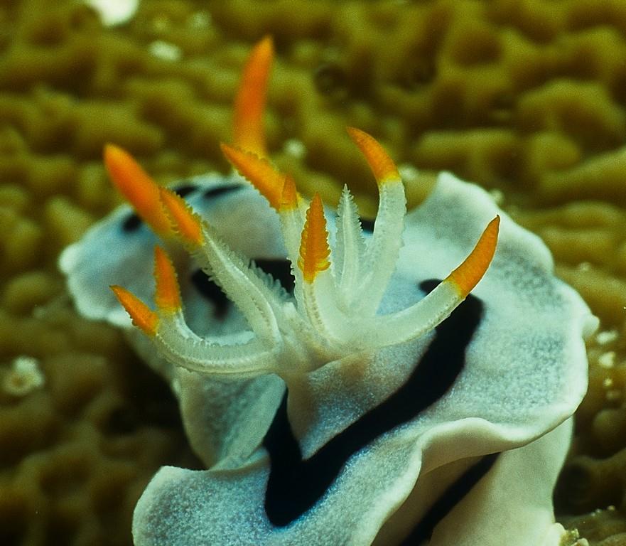 Chromodoris dianae