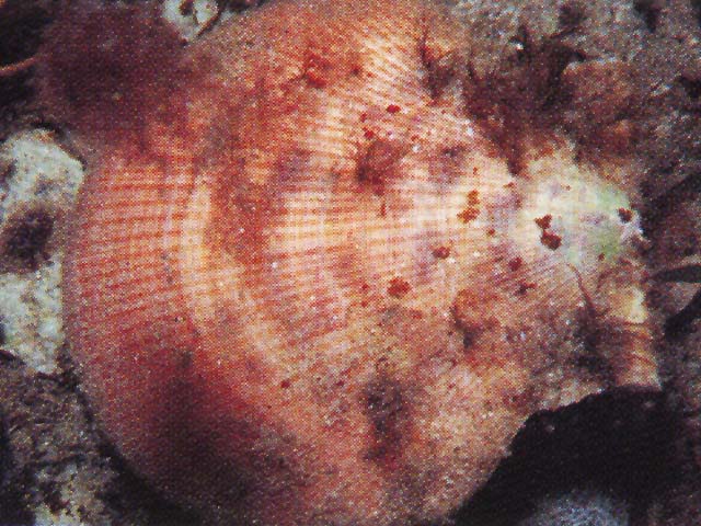 Chlamys islandica