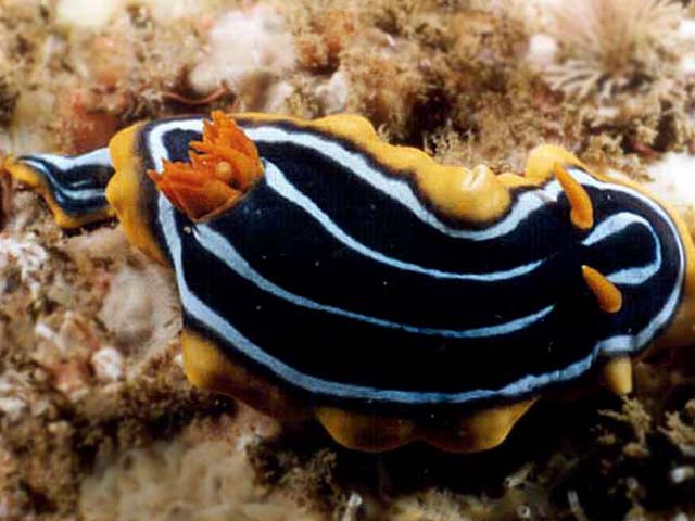 Chromodoris kuiteri