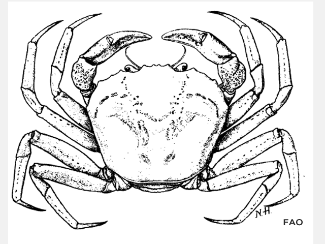 Chaceon maritae