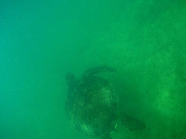 Chelonia mydas