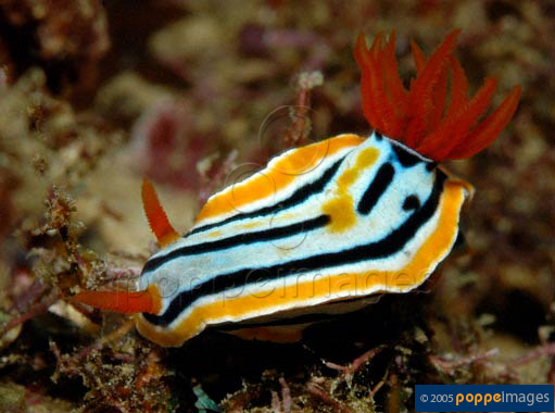 Chqua_u6.jpg