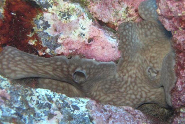 Chondrosia reniformis