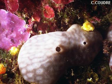 Chondrosia reniformis