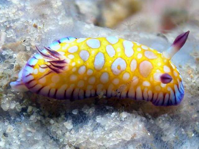 Chromodoris roboi