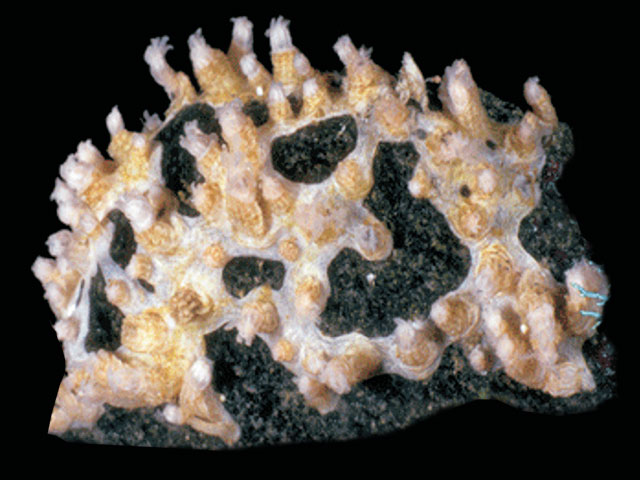 Clcyl_u0.jpg