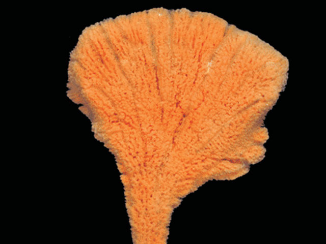 Clfla_u0.jpg