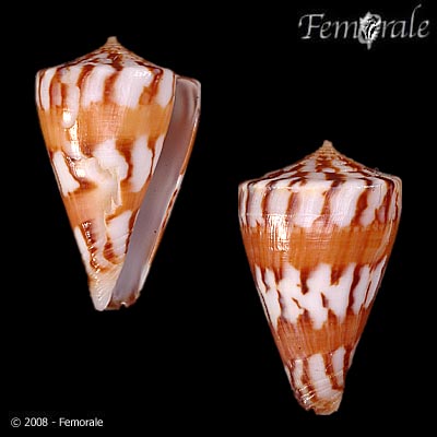 Conus capitanellus