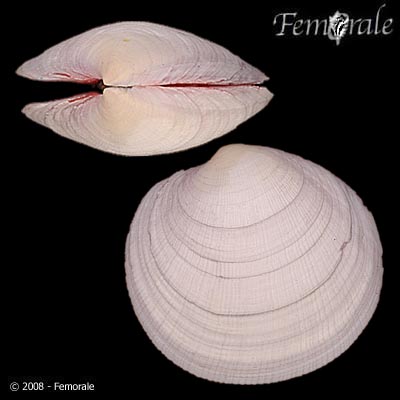 Codakia distinguenda