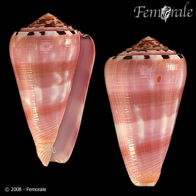 Conus gauguini