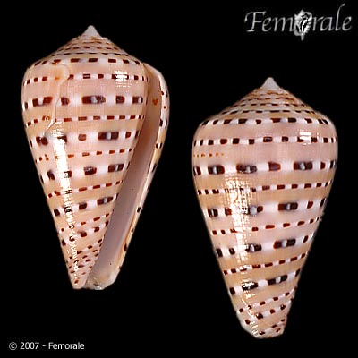 Conus genuanus