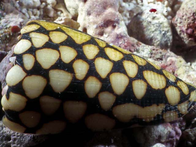 Conus marmoreus