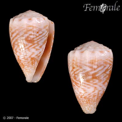 Conus miliaris