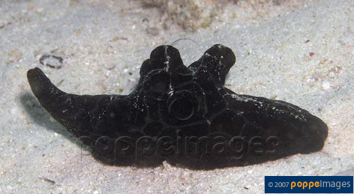 Coriocella nigra