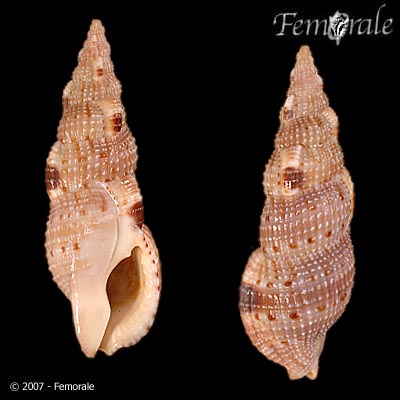 Colubraria obscura