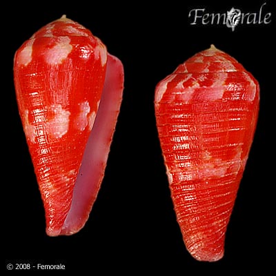 Conus pertusus