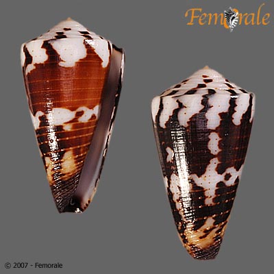 Conus planorbis
