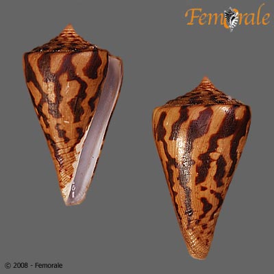 Conus regularis