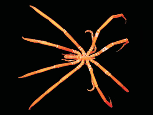 Corob_u0.jpg