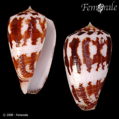 Conus spectrum