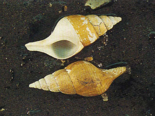Colus stimpsoni