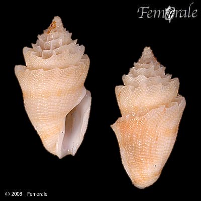 Conopleura striata