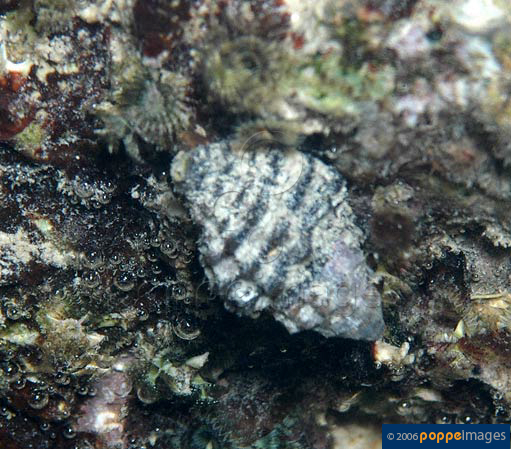 Cronia margariticola