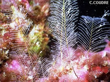 Cryptolaria pectinata