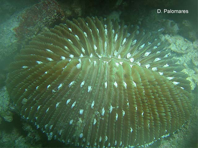 Ctenactis albitentaculata